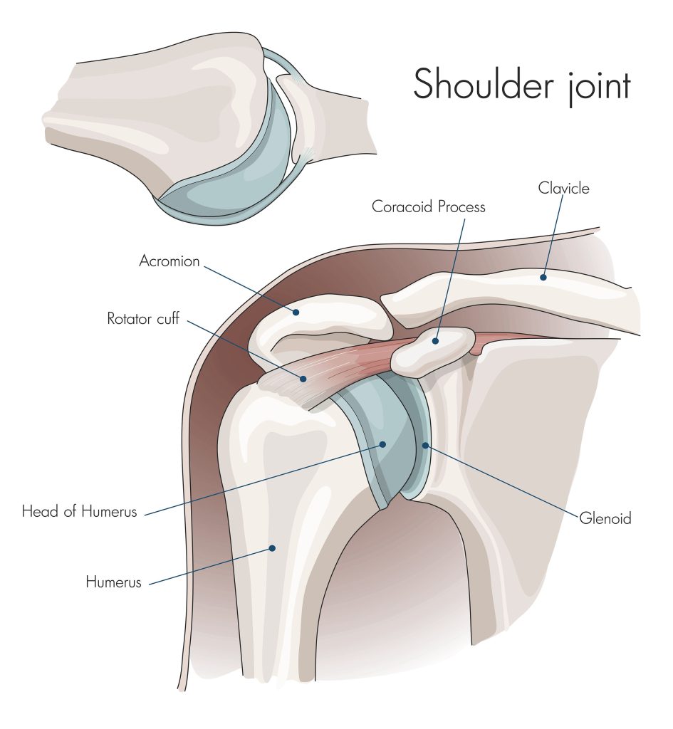 Anatomy of the shoulder joint